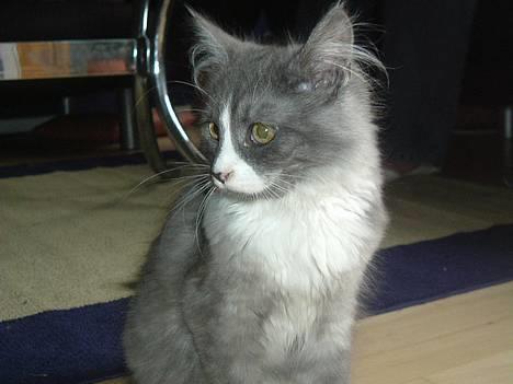 Maine Coon Queen Lazy - er jeg ik bare smuk?? billede 11