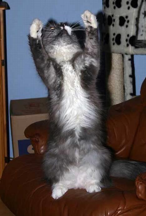 Maine Coon Queen Lazy - KRAM MIG billede 12