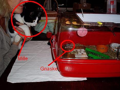Blanding af racer Lille Mille - Hvis jeg nu sidder riiigtig pænt nu, må jeg så spise den??? PLEASE! (uskarpt) billede 19