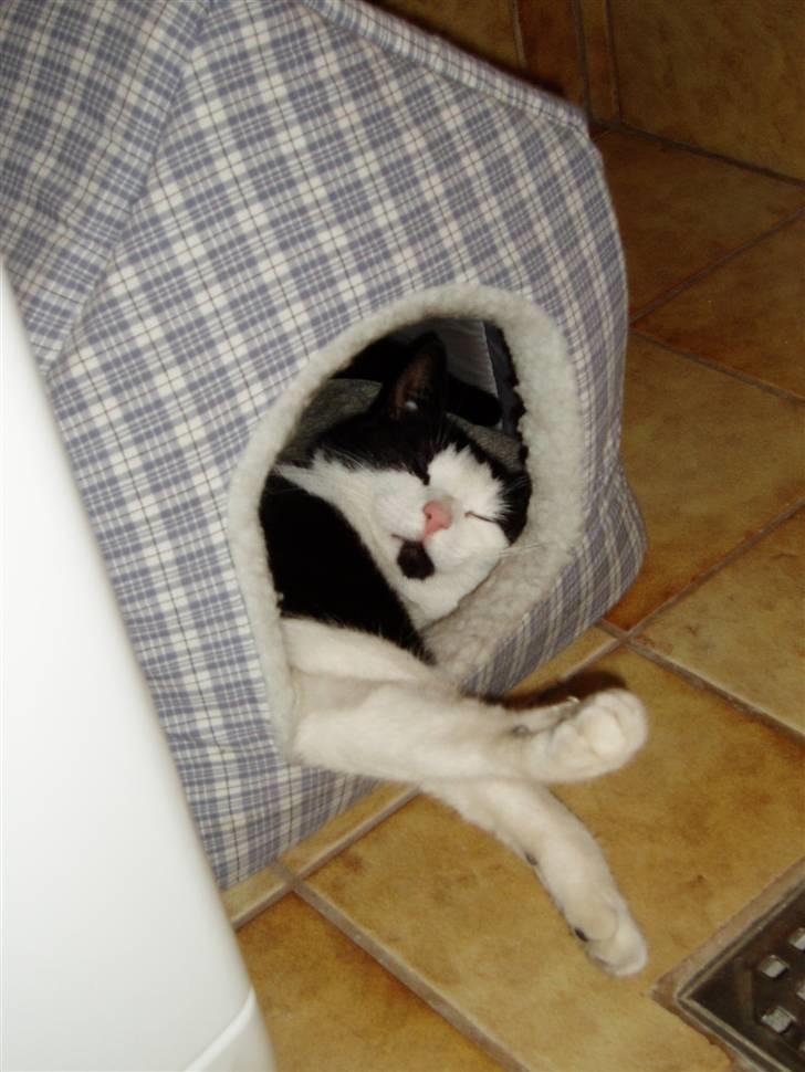 Blanding af racer Lille Mille - zzz - hvor sød har man lov til at være? :) billede 20