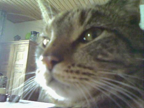 Huskat  * (¯`'PJÆVS'´¯) * - Pjævs - den flotte fyr (: billede 11