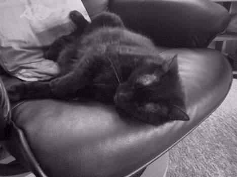 Huskat Strejfer - ZzzZzzzZZz billede 8