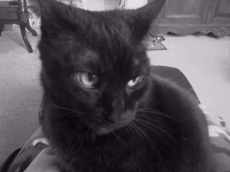 Huskat Strejfer - Lille engel billede 9