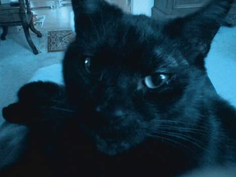 Huskat Strejfer - Jeg er blå :D billede 11