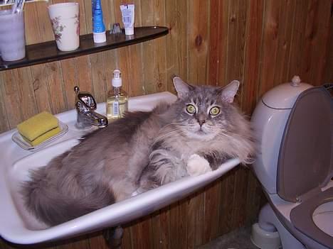 Maine Coon ( big ) DØD *R.i.p* billede 9