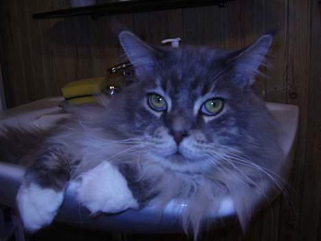 Maine Coon ( big ) DØD *R.i.p* billede 11