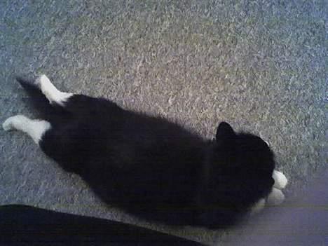 Norsk Skovkat Majlund's Amanda *R.I.P* billede 3