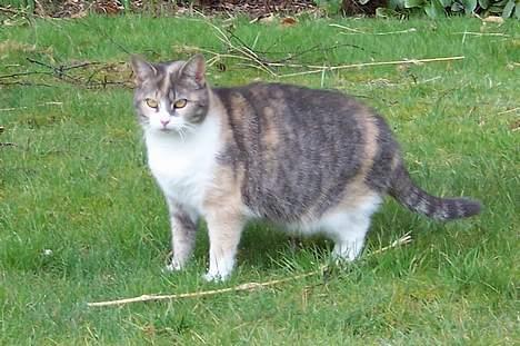 Huskat Frida billede 11