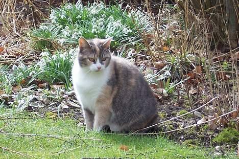 Huskat Frida billede 12