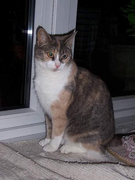 Huskat Frida billede 13