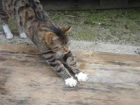 Huskat Laban  - Uhhhh... Dejligt.. billede 19