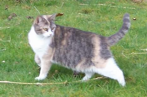 Huskat Frida billede 14