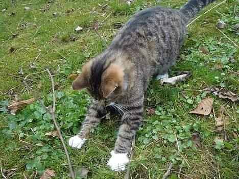 Huskat Laban  - Hihi.. Det er altså bare så sjovt.. billede 20