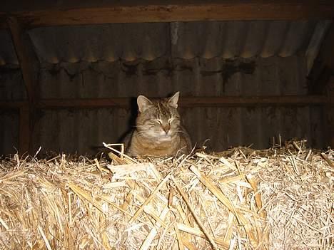 Huskat Ron  billede 16