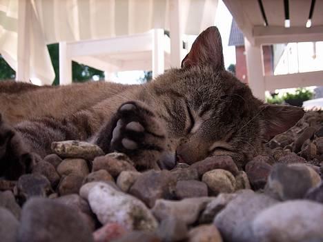 Huskat Ron  billede 17