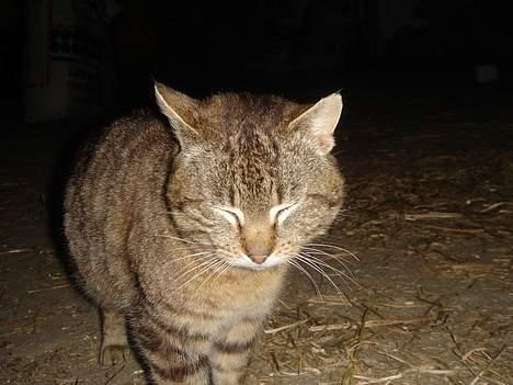 Huskat Ron  billede 18