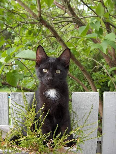 Huskat Kronborgs Little Cowboy - lille cowboy  billede 1