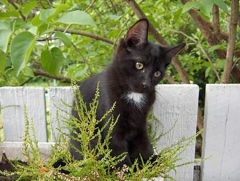 Huskat Kronborgs Little Cowboy - hva kigger du på? billede 2