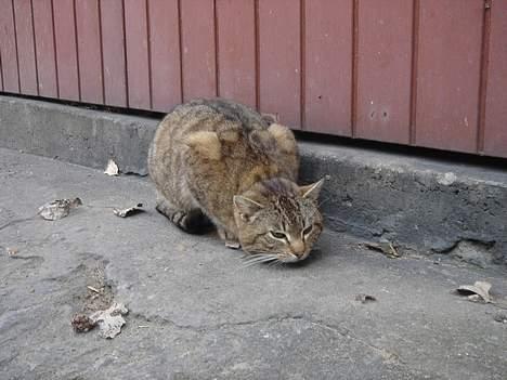 Huskat Ron  billede 19