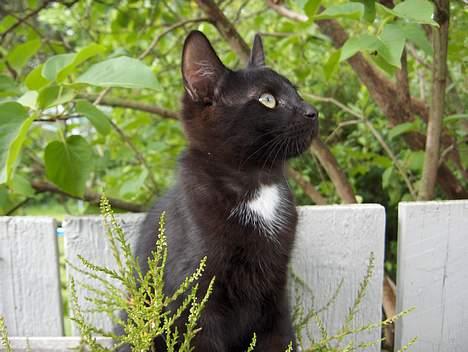 Huskat Kronborgs Little Cowboy - er du en fugl billede 3