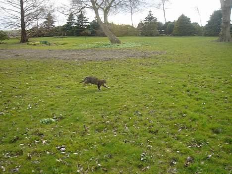 Huskat Ron  - Ved godt at det er lidt langt væk.. Men det skal forestille Ron som løber.. Hehe... Han er bare så nutsi.. Er bare vild med den kat.. Han er noget helt for sig selv..<3 billede 20