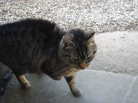 Huskat Rosa  billede 14