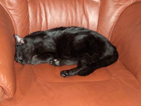 Huskat Kronborgs Little Cowboy - væk mig ikk!! billede 4