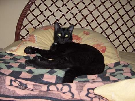 Huskat Kronborgs Little Cowboy - er jeg ikk lækker billede 5