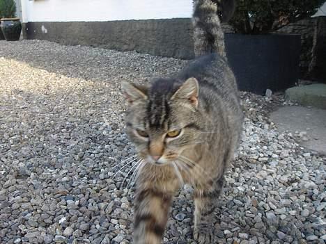 Huskat Rosa  billede 16