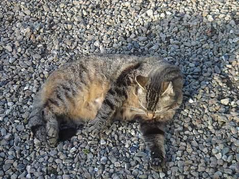 Huskat Rosa  - Så skal man lige gøres ren.. billede 17