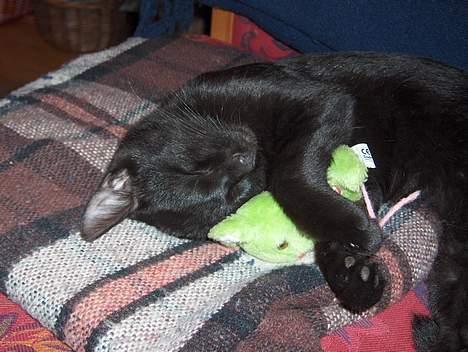 Huskat Kronborgs Little Cowboy - her ligger jeg godt billede 6