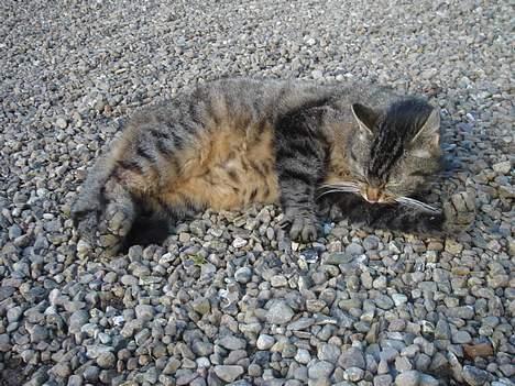 Huskat Rosa  billede 19