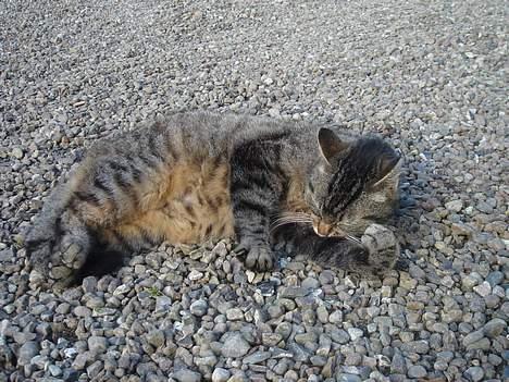 Huskat Rosa  billede 20