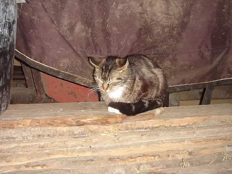 Huskat Bampo **R.I.P.** billede 16