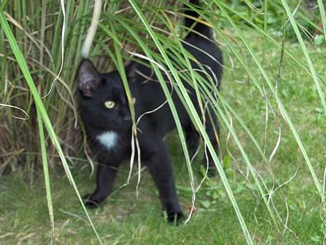 Huskat Kronborgs Little Cowboy - hvem der?? billede 7