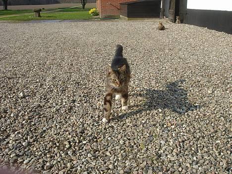 Huskat Bampo **R.I.P.** billede 17