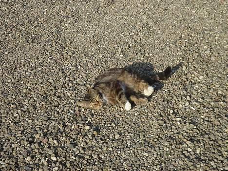 Huskat Bampo **R.I.P.** billede 18