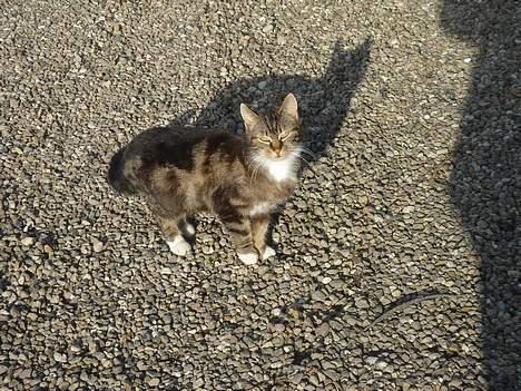 Huskat Bampo **R.I.P.** - Hun er urtolig dygtig til at kigge i kameraet.. :-) billede 19