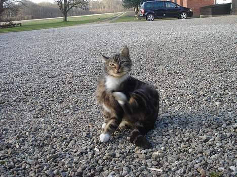 Huskat Bampo **R.I.P.** billede 20