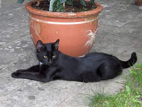 Huskat Kronborgs Little Cowboy - hva? billede 8