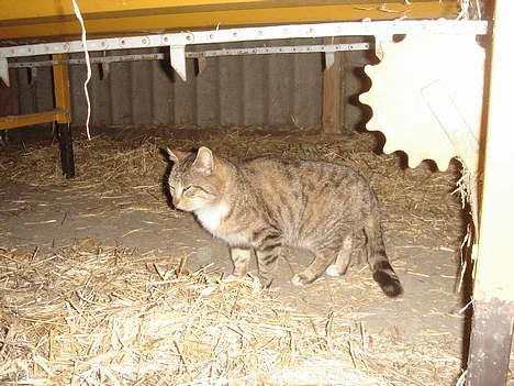 Huskat Buller  ** R.I.P.** billede 15