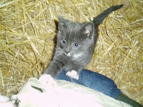 Blanding af racer T, R, K, R Læs tekst  billede 11