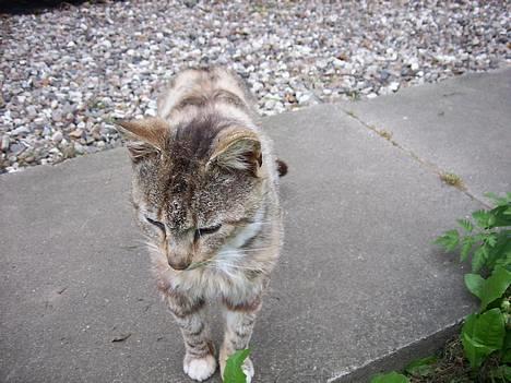 Huskat Buller  ** R.I.P.** billede 16