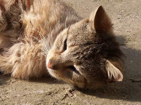 Huskat Buller  ** R.I.P.** billede 17