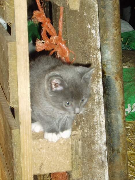 Blanding af racer T, R, K, R Læs tekst  billede 12