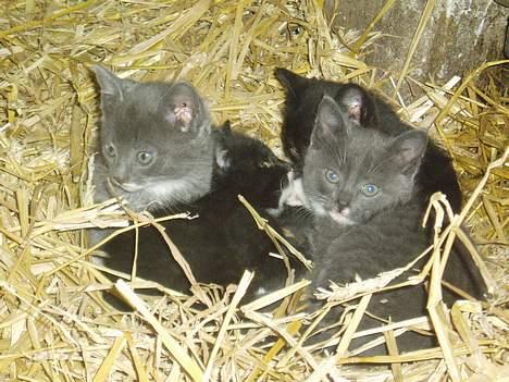 Blanding af racer T, R, K, R Læs tekst  billede 13