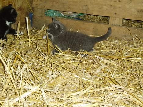 Blanding af racer T, R, K, R Læs tekst  billede 14