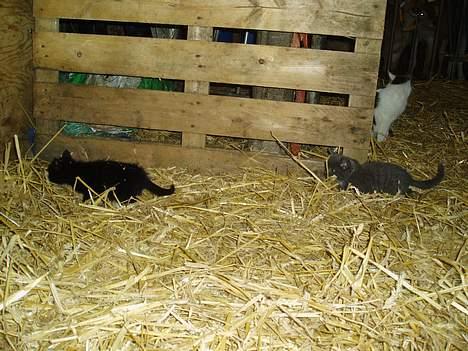 Blanding af racer T, R, K, R Læs tekst  billede 15