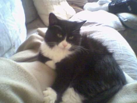 Norsk Skovkat Majlund's Amanda *R.I.P* billede 4