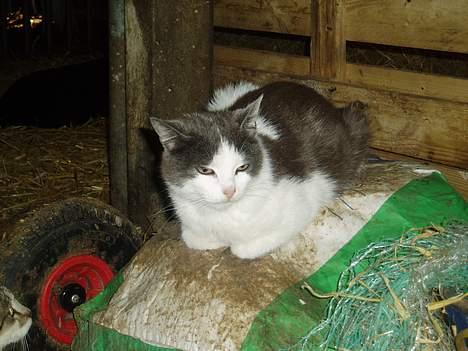 Blanding af racer Gråmis billede 11